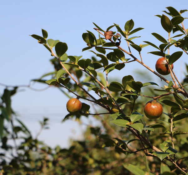 野生山茶油